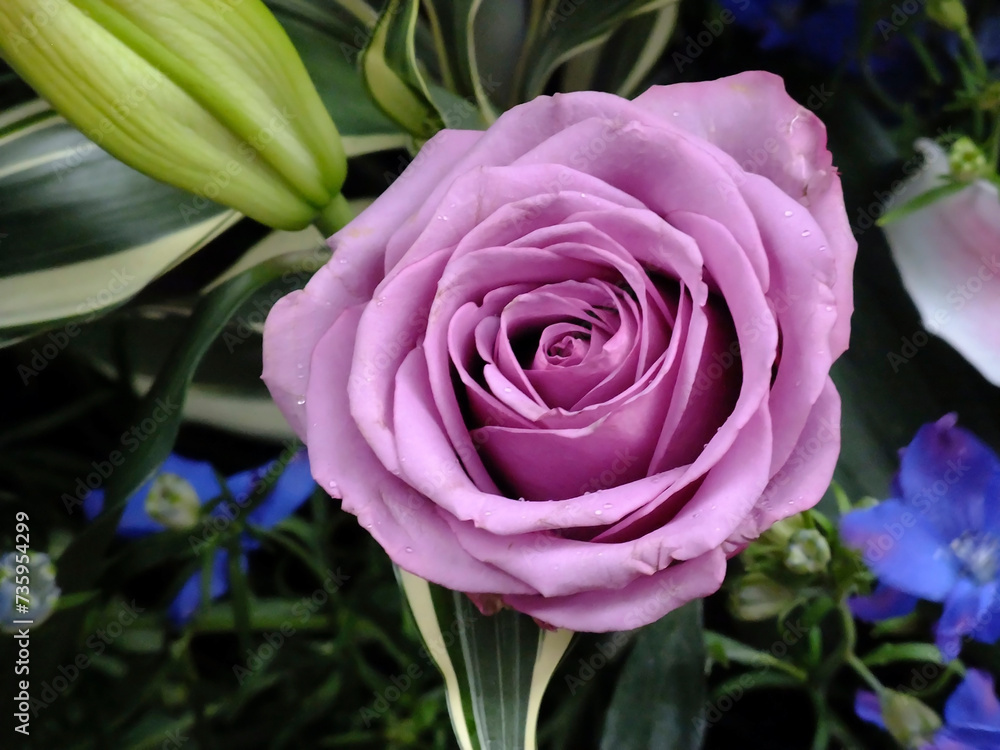 Elegant Purple Rose Amidst Blossoming Flowers Elegant Purple Rose Amidst Blossoming Flowers