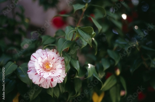 Preaty Camellia photo