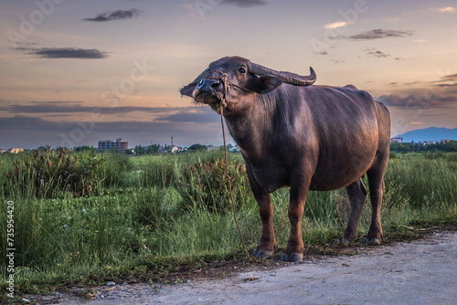 A Vietnamese water buffalo, standing at the edge of a paddy field, at sunset photo