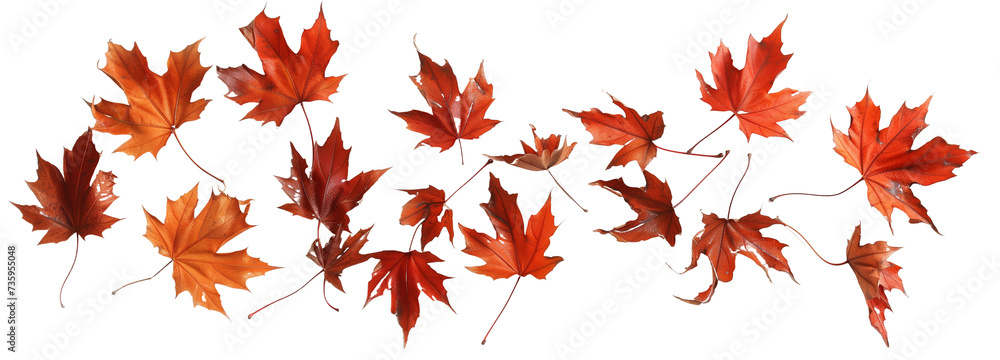 scattered autumn dry orange maple leaves, isolated on transparent background scattered autumn dry orange maple leaves, isolated on transparent background