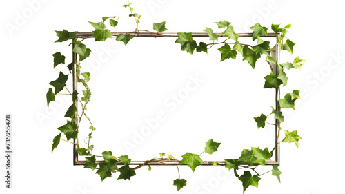 picture frame with summer climbing ivy with green foliage with shadow, isolated on transparent background