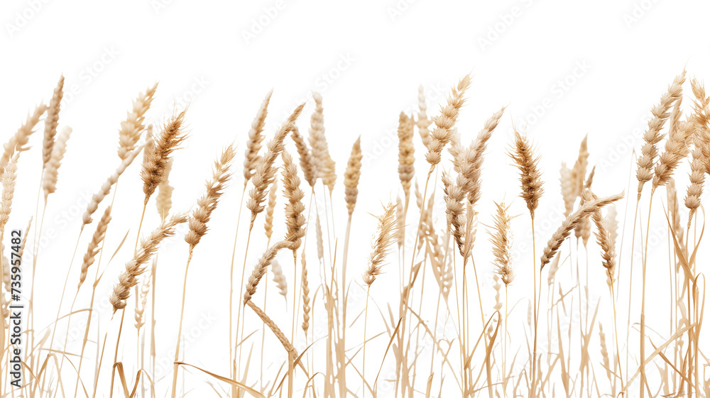 side view of a field of dry mature autumn spikelets of wheat, isolated on transparent background side view of a field of dry mature autumn spikelets of wheat, isolated on transparent background