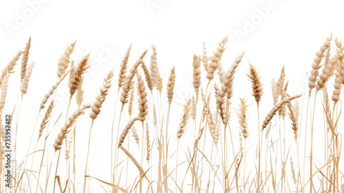 side view of a field of dry mature autumn spikelets of wheat, isolated on transparent background