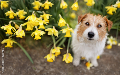 Happy smiling cute dog sitting with daffodil flowers in spring. Easter banner or background