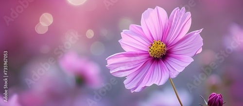 Beautiful pink flower with soft blur background, nature botanical closeup concept
