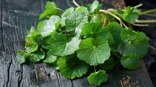 Fresh green Gotu Kola leaves on dark wooden background.