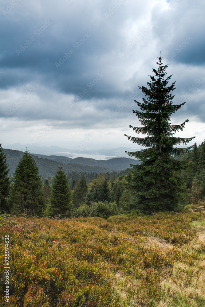 forest in the mountains forest in the mountains