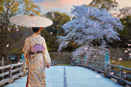 Young Japanese Woman in a traditional Kimono dress with full bloom cherry blossom at Hikone Castle in Shiga, Japan