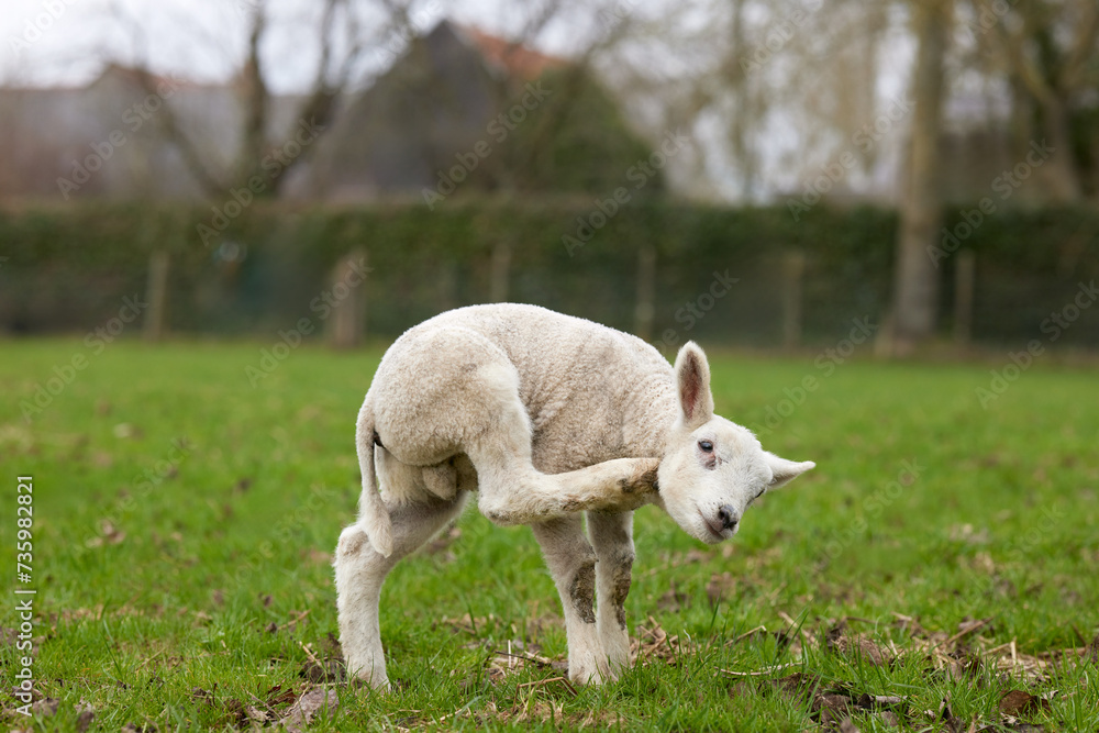 Fototapeta premium Young white lamb scratches head
