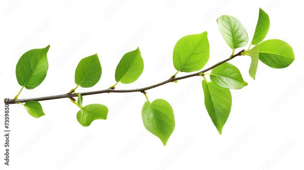 Fresh green leaves branch isolated on white background Fresh green leaves branch isolated on white background