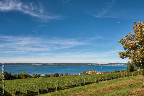 Bodensee Panorama  Alps on the Horizon  Vineyards  and Pastoral Beauty. Alpine Horizon  Bodensee  Vineyards  and Quaint Villages in the German Countryside. Vineyard Vistas  Bodensee  Alpine Peaks  and