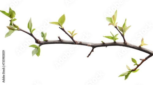 Twig with green leaves isolated on white