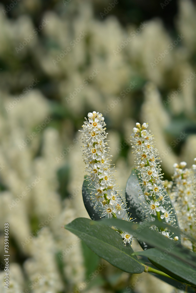 Fototapeta premium Laurel cherry flowers