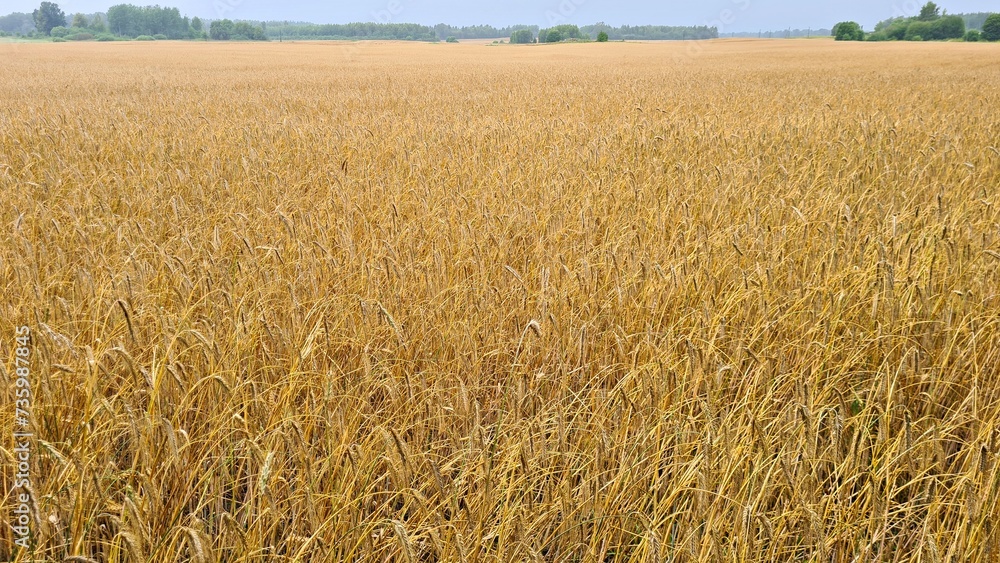 Fototapeta premium Ripening yellow ears of the future harvest in farmers village field