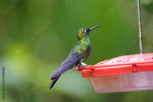 The scaly-breasted hummingbird or scaly-breasted sabrewing (Phaeochroa cuvierii) is a species of hummingbird in the 