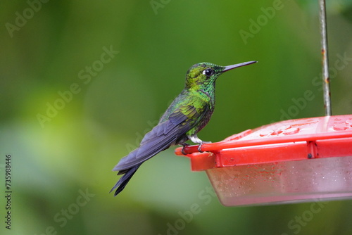 The scaly-breasted hummingbird or scaly-breasted sabrewing (Phaeochroa cuvierii) is a species of hummingbird in the 