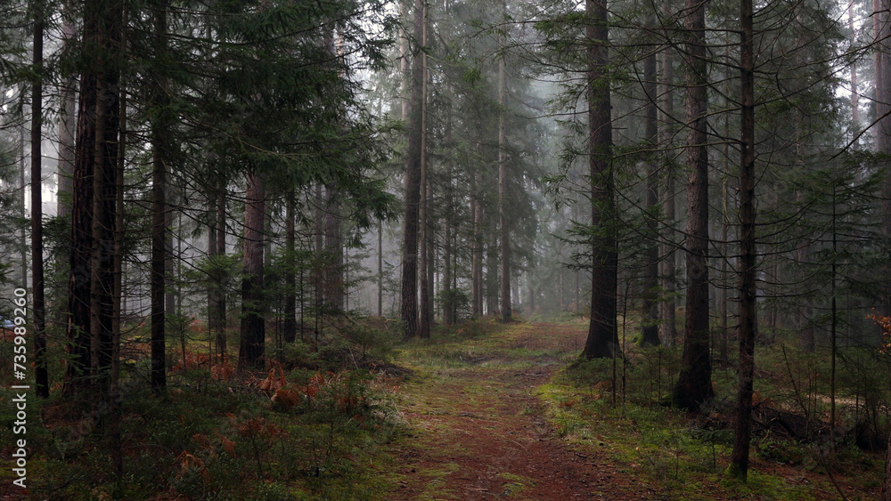 Beautiful dark foggy forest with path. Beautiful dark foggy forest with path.