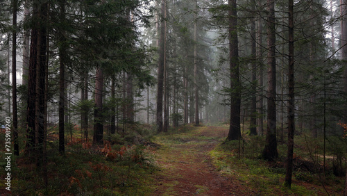 Beautiful dark foggy forest with path.