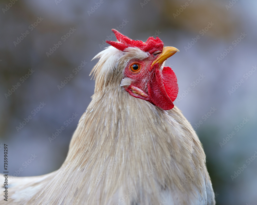 Close up head shot of white rooster with V comb