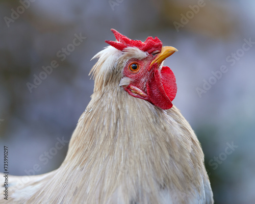 Close up head shot of white rooster with V comb