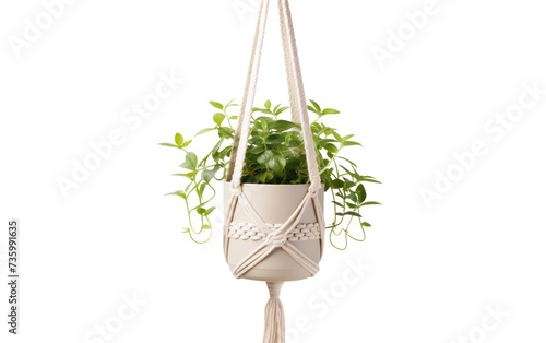 Sleek Hanging Plant Holder on white background