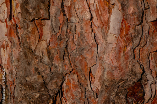 Tree bark texture and background, nature concept © thehakanarslan