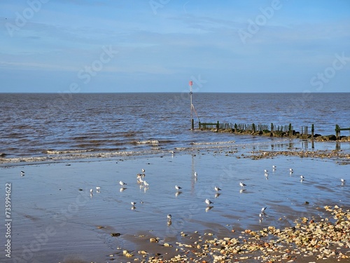 Seagulls on cold english pebble beach on rainy day