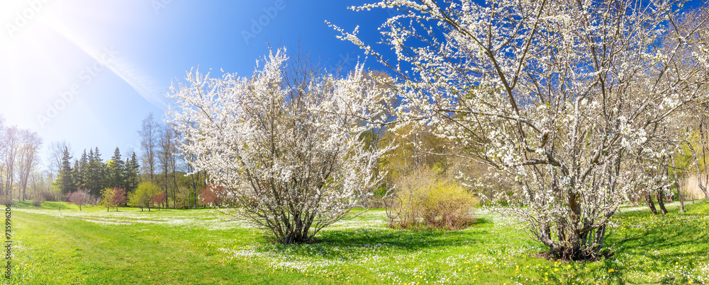 Panoramic view of the colourful meadow with blossoming cherry trees.