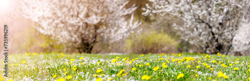 Panoramic view of the colourful meadow with blossoming cherry trees.