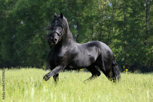 Beautiful black horse running on the summer field