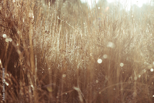 sunset long grass photo