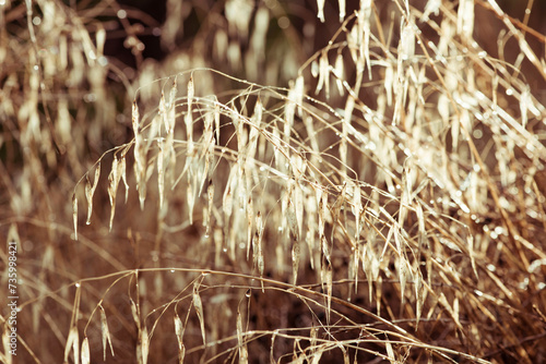 sunset long grass, photo