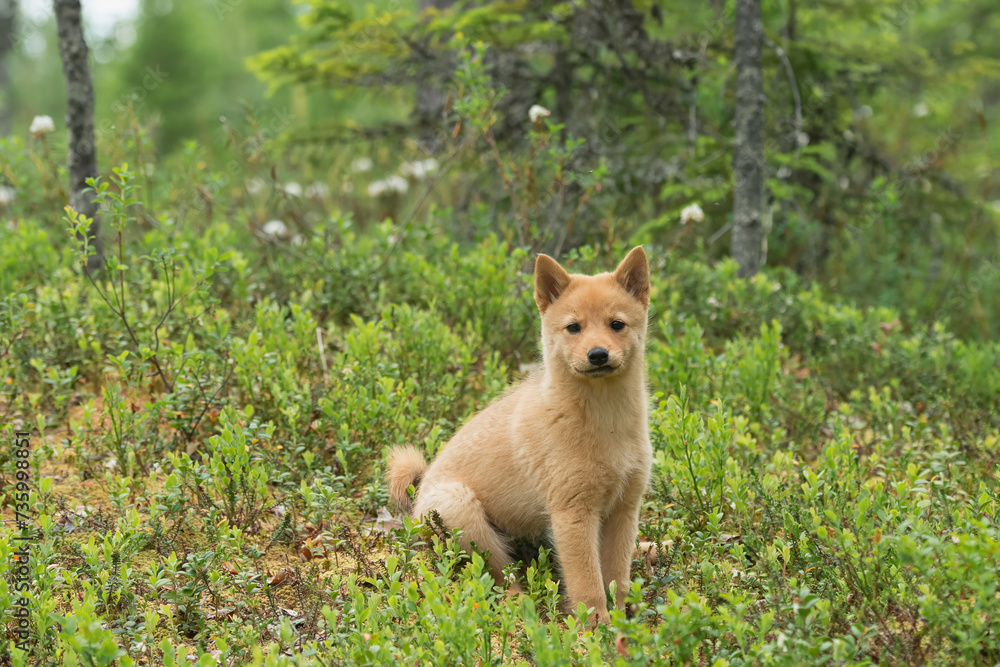 Young Finnish Spitz puppy sits in the center of a lush forest, surrounded by trees and foliage