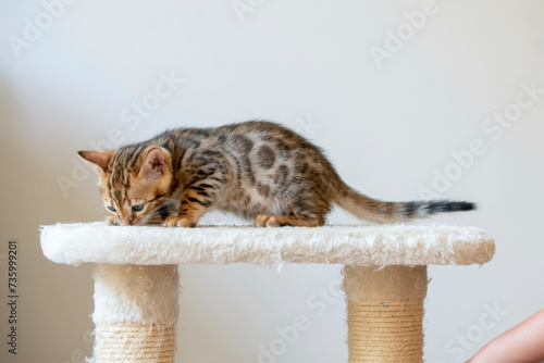 Cute young kitten photo