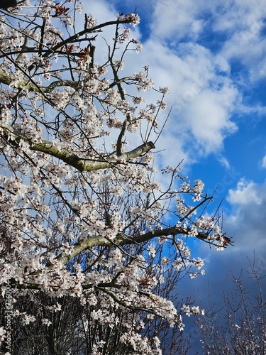 Spring white blossom against blue sky