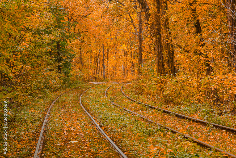 Obraz premium Autumn forest through which the tram travels, Kyiv and rails