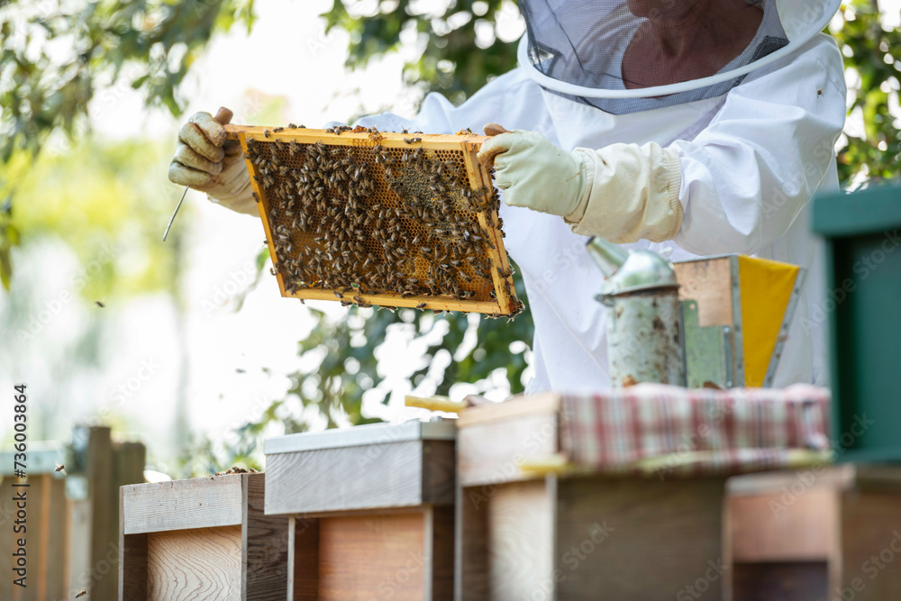 Couple male and female tending to their bee hive at the bottom of their garden for honey. Inspecting the hive and making sure the queen is ok. Couple male and female tending to their bee hive at the bottom of their garden for honey. Inspecting the hive and making sure the queen is ok.