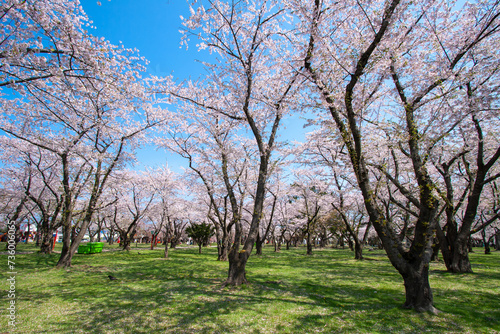 桜満開の森町
