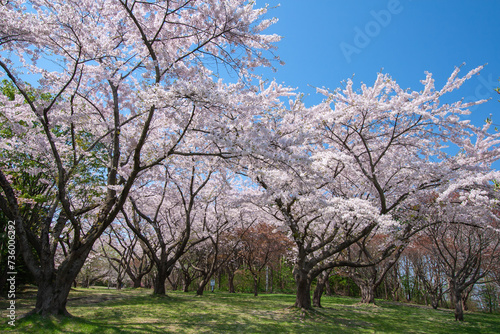 桜満開の森町