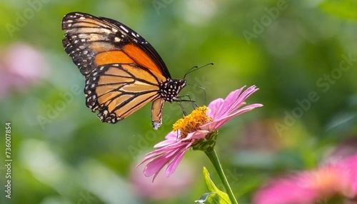 butterfly in flight