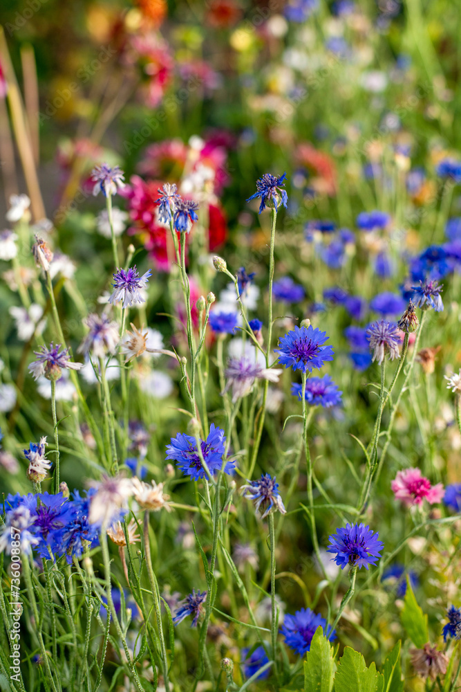 Beautiful wild flowers in a meadow summer time. Blossom in full bloom. Beautiful wild flowers in a meadow summer time. Blossom in full bloom.