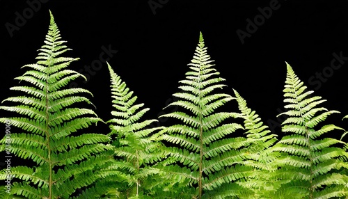 3d rendering of fern forground isolated photo