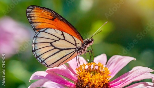 macro shots beautiful nature scene closeup beautiful butterfly sitting on the flower in a summer garden