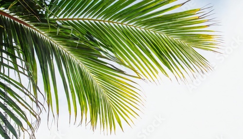 tropical coconut leaf isolated on white background summer background © Michelle