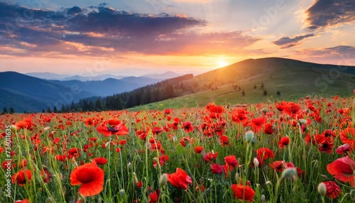field of blooming corn poppy at sunset wonderful summer landscape of carpathian mountains in evening light beautiful nature background with red flowers