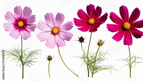 botanical collection four pink cosmos bipinnatus flowers isolated on a white background elements for creating designs cards patterns floral arrangements frames wedding cards and invitations