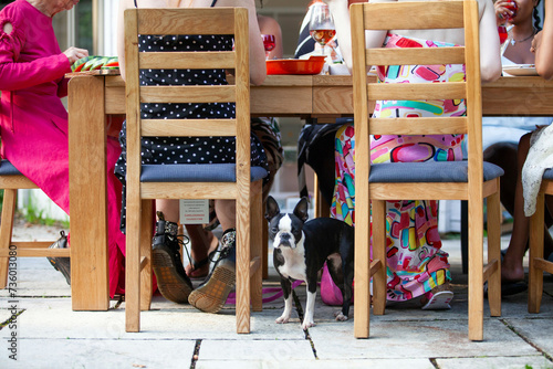 A Boston terrier Dog waits underneath the table at a summer garden party photo