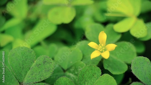 Nature footage, beautiful flower of the Oxalis stricta plant photo