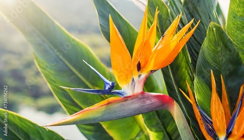 tropical exotic flower closeup of bird of paradise or strelitzia reginae bouquet blooming on bright background