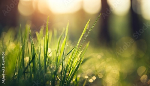 green grass in a forest at sunset macro image shallow depth of field summer nature background